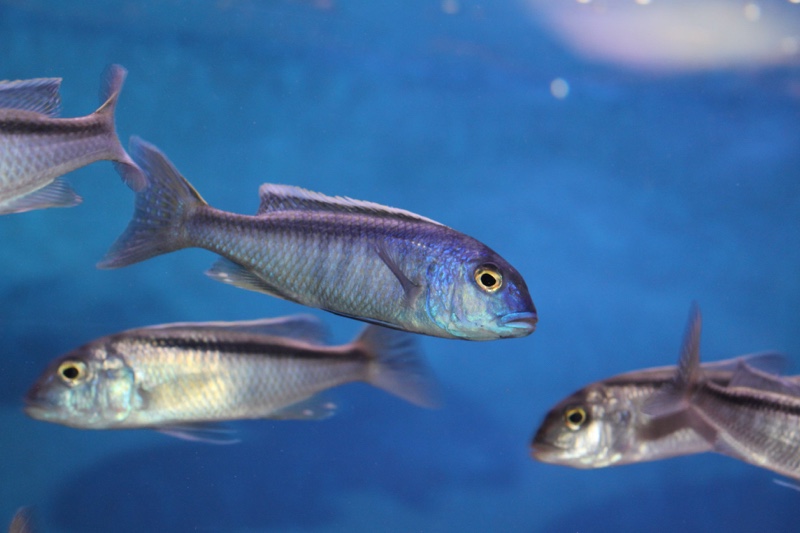 Buccochromis spectabilis